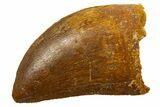 Serrated, Juvenile Carcharodontosaurus Tooth - Morocco #329877-1